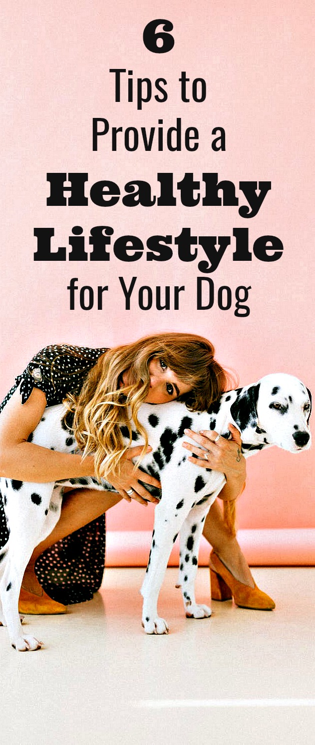 6 Tips to Provide a Healthy Lifestyle for Your Dog - Your dog deserves a healthy life, but it’s your habits that will ultimately determine their destiny. If you’re willing to develop the right habits and put in a little bit of work, you’ll be rewarded with a happier, healthier pet. #dog #pet #healthy #healthyfood #healthylifestyle #healthydog #healthypetlifestyle #pethealth 6 Tips to Provide a Healthy Lifestyle for Your Dog - Your dog deserves a healthy life, but it’s your habits that will ultimately determine their destiny. If you’re willing to develop the right habits and put in a little bit of work, you’ll be rewarded with a happier, healthier pet. #dog #pet #healthy #healthyfood #healthylifestyle #healthydog #healthypetlifestyle #pethealth