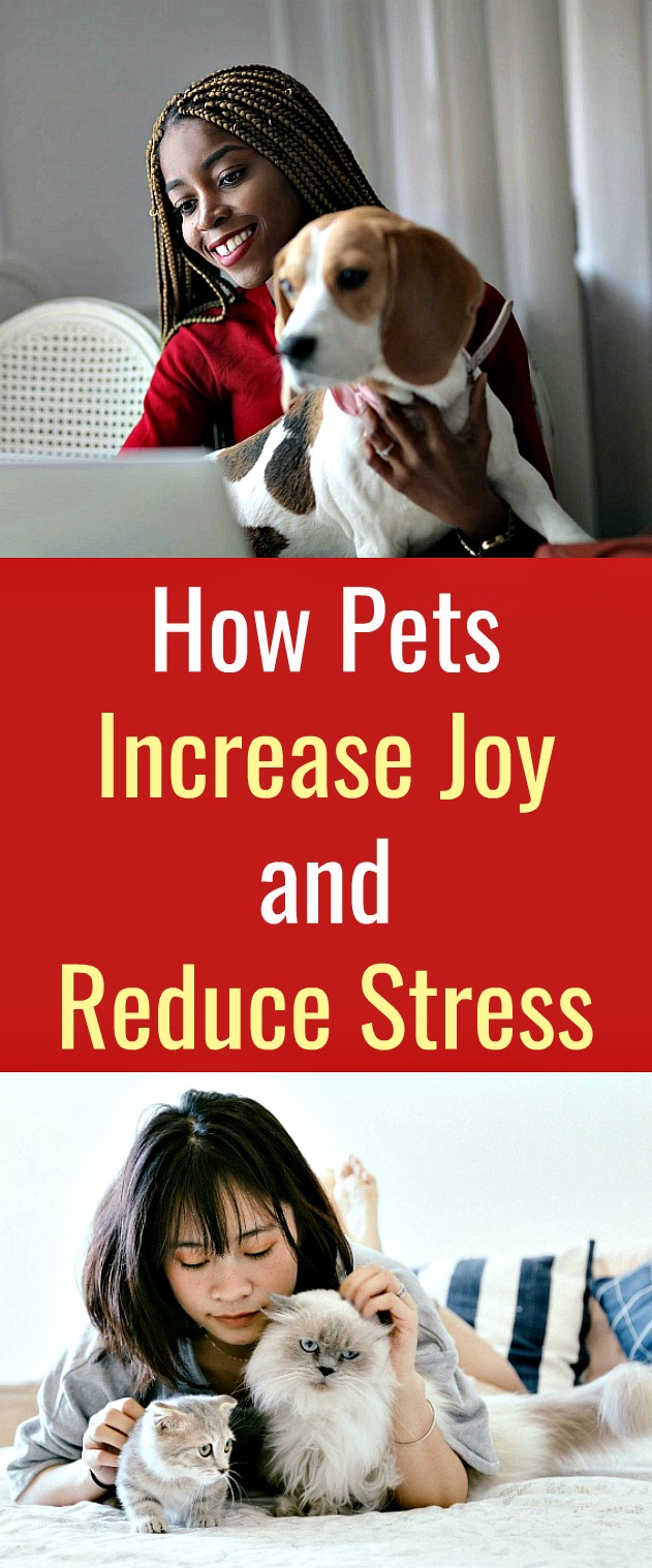 How Pets Increase Joy and Reduce Stress - In difficult times, increasing joy and reducing stress is no easy task. Many studies show that interacting with pets has a positive impact on both your physical and mental health. If dogs and cats can help students cope with academic pressures, perhaps pets can provide comfort in the age of the coronavirus. #pets #pet #dogs #cats #reducestress #mentalhealth #petbenefits #pethealthbenefits #coronavirus #pandemic How Pets Increase Joy and Reduce Stress - In difficult times, increasing joy and reducing stress is no easy task. Many studies show that interacting with pets has a positive impact on both your physical and mental health. If dogs and cats can help students cope with academic pressures, perhaps pets can provide comfort in the age of the coronavirus. #pets #pet #dogs #cats #reducestress #mentalhealth #petbenefits #pethealthbenefits #coronavirus #pandemic