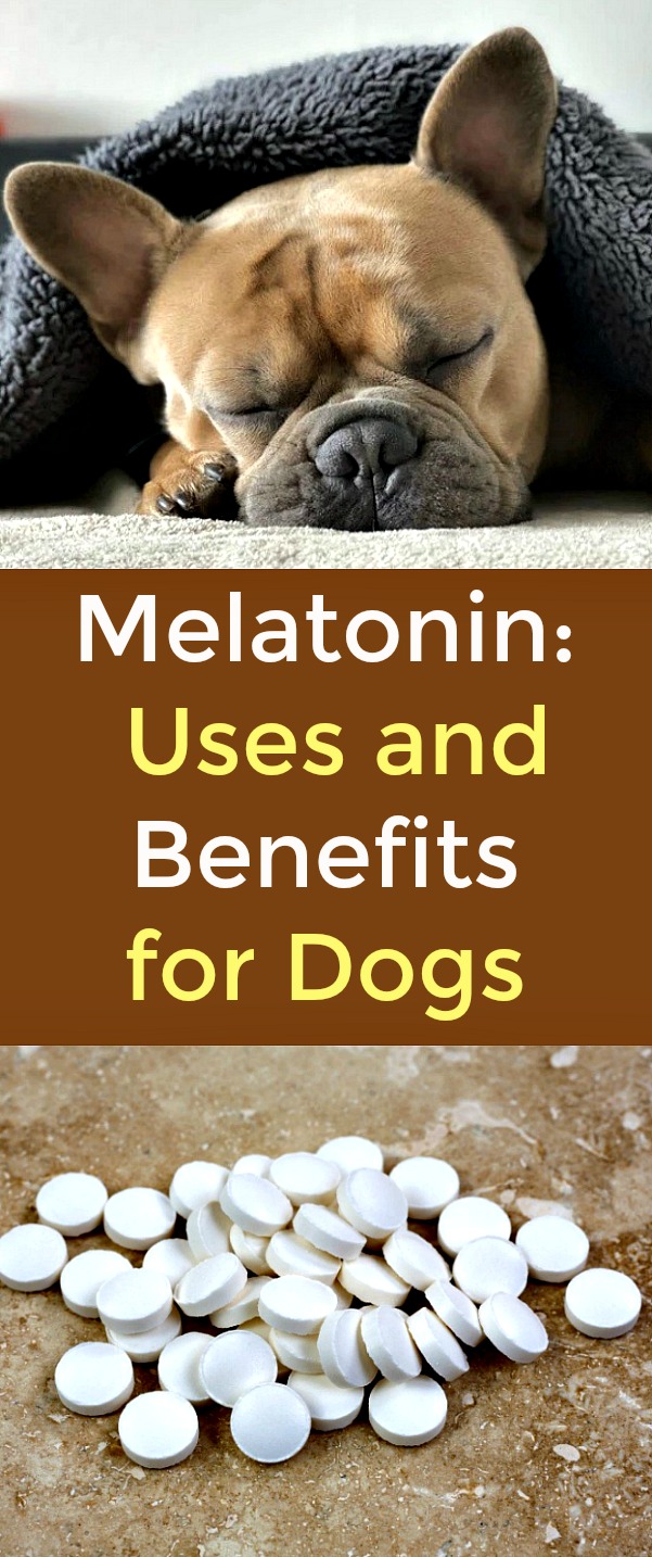 Melatonin - Uses and Benefits for Dogs - Melatonin can be employed to help our canine friends to relax, sleep or simply come out of stress -- as well as other medical conditions. Melatonin is generally safe for your canine, but it is advisable to talk with your veterinarian before getting your pet involved in any new treatment, medication or supplement. #MelatoninforDogs #Melatonin #Canine #Pets #Dogs #Veterinarian Melatonin - Uses and Benefits for Dogs - Melatonin can be employed to help our canine friends to relax, sleep or simply come out of stress -- as well as other medical conditions. Melatonin is generally safe for your canine, but it is advisable to talk with your veterinarian before getting your pet involved in any new treatment, medication or supplement. #MelatoninforDogs #Melatonin #Canine #Pets #Dogs #Veterinarian
