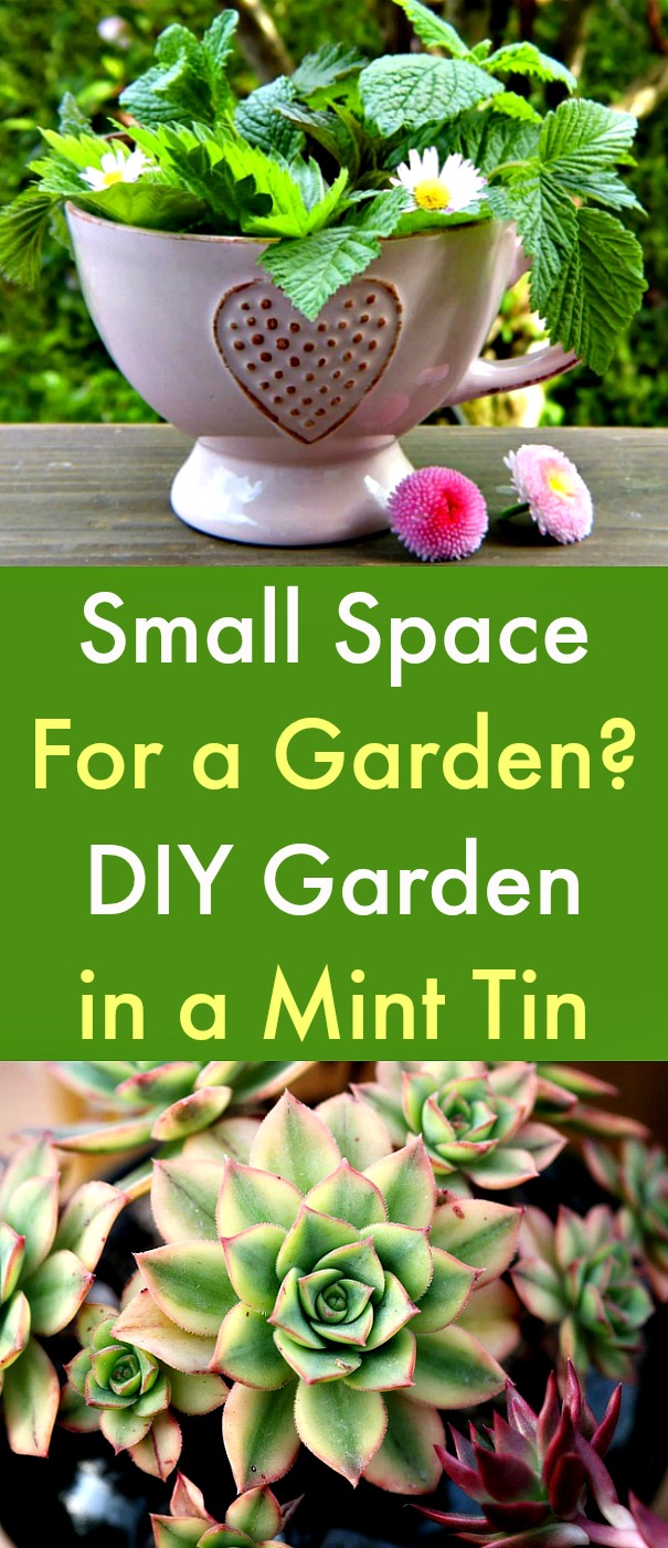 Small Space For a Garden? DIY Garden in a Mint Tin - A mint tin garden is exactly what it sounds like: a miniature garden made in an upcycled mint tin. Mint tin gardens have been a lifesaver for apartment dwellers and office workers who want to bring their cubicle to life. Here's how you can make a DIY garden in a mint tin. #SmallSpaceGarden #DIYGarden #MintTinGarden #gardening #garden #upcycledminttin Small Space For a Garden? DIY Garden in a Mint Tin - A mint tin garden is exactly what it sounds like: a miniature garden made in an upcycled mint tin. Mint tin gardens have been a lifesaver for apartment dwellers and office workers who want to bring their cubicle to life. Here's how you can make a DIY garden in a mint tin. #SmallSpaceGarden #DIYGarden #MintTinGarden #gardening #garden #upcycledminttin