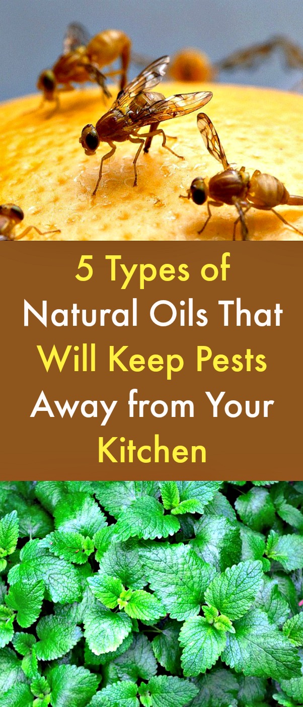 5 Types of Natural Oils that Will Keep Pests Away from Your Kitchen - Keeping pests away from your kitchen in a safe, non-toxic way is very important. Use these natural oils and kitchen items to remove pests from your kitchen. #kitchen #naturalpestcontrol #pests #naturaloils #essentialoils #naturalpestprevention #home #greencleaning #livinggreen 5 Types of Natural Oils that Will Keep Pests Away from Your Kitchen - Keeping pests away from your kitchen in a safe, non-toxic way is very important. Use these natural oils and kitchen items to remove pests from your kitchen. #kitchen #naturalpestcontrol #pests #naturaloils #essentialoils #naturalpestprevention #home #greencleaning #livinggreen