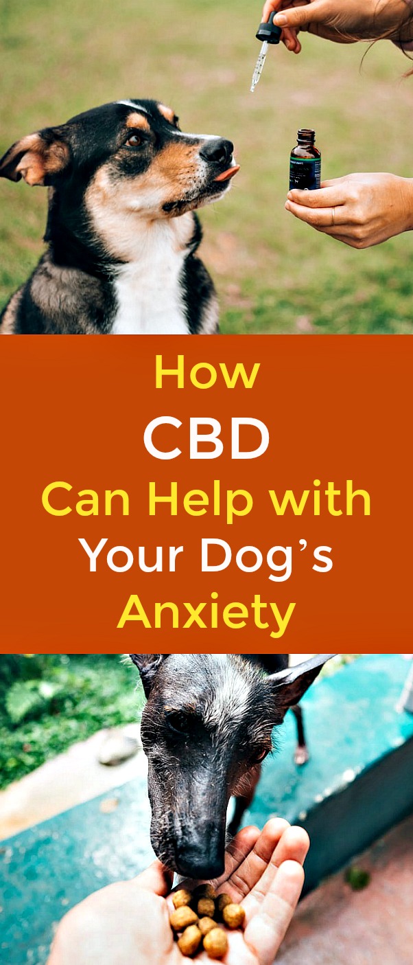 How CBD Can Help with Your Dog’s Anxiety - Dogs can suffer from stress and anxiety just like humans do. CBD (cannabidiol) has been shown to help ease the symptoms of these conditions in both humans and animals, with little to no side effects. Here’s everything you need to know about how CBD could help your nervous dog. #dog #stress #anxiety #CBD #CBDfordogs #CBDforanxiety #CBDdogtreats #CBDoil How CBD Can Help with Your Dog’s Anxiety - Dogs can suffer from stress and anxiety just like humans do. CBD (cannabidiol) has been shown to help ease the symptoms of these conditions in both humans and animals, with little to no side effects. Here’s everything you need to know about how CBD could help your nervous dog. #dog #stress #anxiety #CBD #CBDfordogs #CBDforanxiety #CBDdogtreats #CBDoil