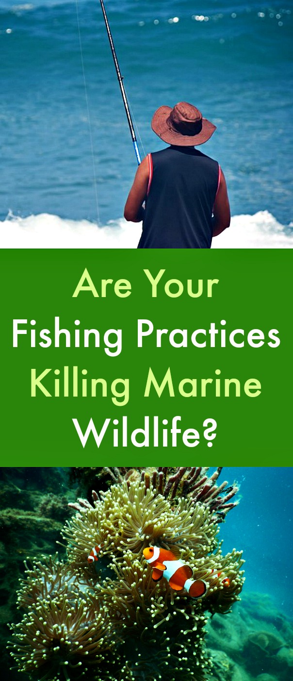 Are Your Fishing Practices Killing Marine Wildlife? - Fishing can be quite damaging to the environment. Ill-suited equipment, trash left behind, and oil spills are disrupting and destroying aquatic habitats and ecosystems. Adopting sustainable fishing practices is critical for the environment. #fishing #fishingsustainably #protectingmarinelife #environment #sustainablefishingpractices Are Your Fishing Practices Killing Marine Wildlife? - Fishing can be quite damaging to the environment. Ill-suited equipment, trash left behind, and oil spills are disrupting and destroying aquatic habitats and ecosystems. Adopting sustainable fishing practices is critical for the environment. #fishing #fishingsustainably #protectingmarinelife #environment #sustainablefishingpractices